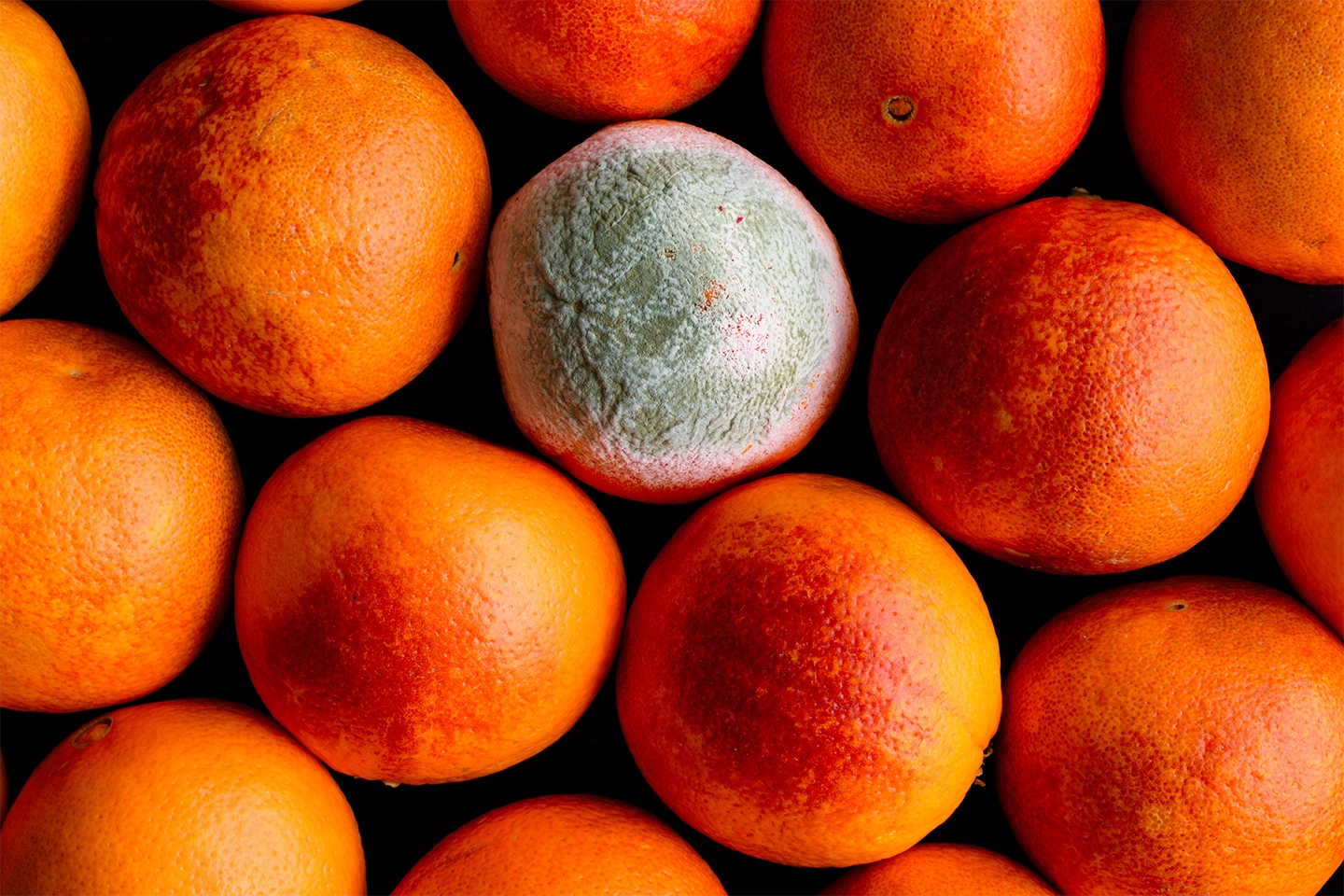 mouldy orange surrounded by other oranges that are past their best